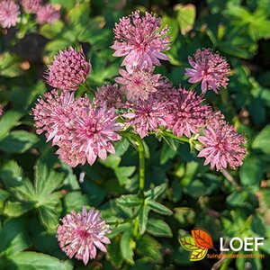 Astrantia major 'Roma' P9 - afbeelding 1