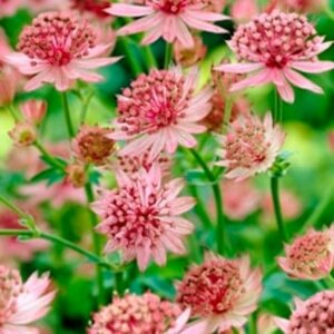 Astrantia major 'Roma' P9 - afbeelding 7