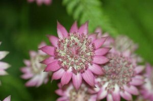 Astrantia major 'Roma' P9 - afbeelding 4