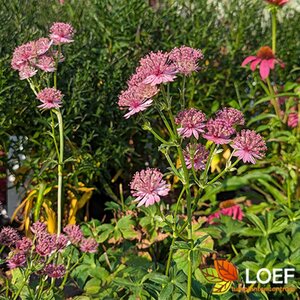 Astrantia major 'Roma' P9 - afbeelding 2