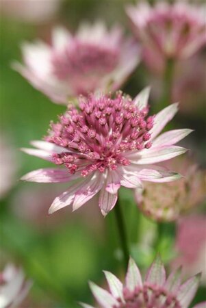 Astrantia major 'Roma' P9 - afbeelding 5