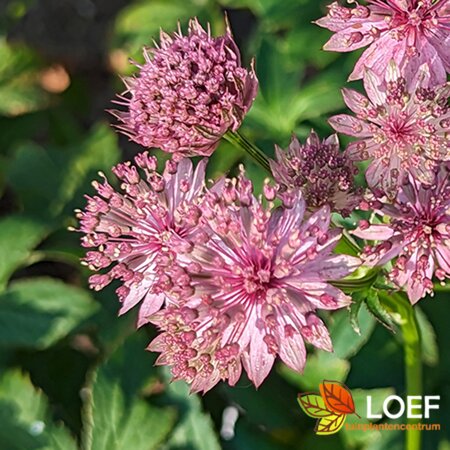 Astrantia major 'Roma' P9 - afbeelding 3