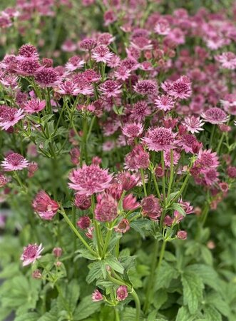 Astrantia major 'Roma' P9 - afbeelding 8