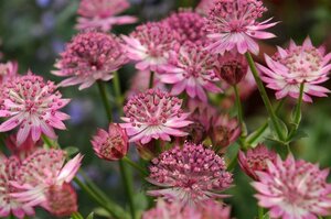 Astrantia major 'Roma' P9 - afbeelding 9