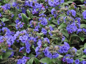 Pulmonaria 'Blue Ensign' P9 - afbeelding 1