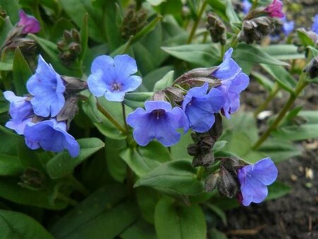 Pulmonaria 'Blue Ensign' P9 - afbeelding 2