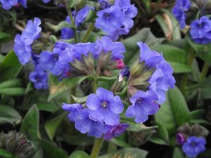 Pulmonaria 'Blue Ensign' P9 - afbeelding 3