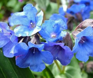 Pulmonaria 'Blue Ensign' P9 - afbeelding 4