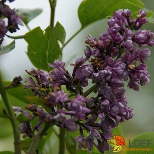 Syringa vulgaris 'Charles Joly' 150/175 KL. - afbeelding 1