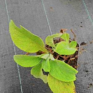 Digitalis purpurea 'Alba' C2 - afbeelding 1