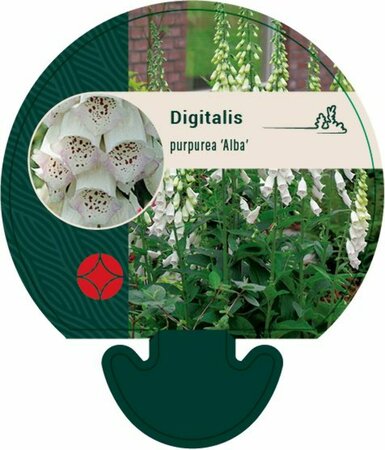 Digitalis purpurea 'Alba' C2 - afbeelding 2