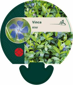 Vinca minor P9 - afbeelding 7