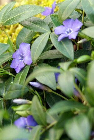 Vinca minor P9 - afbeelding 10