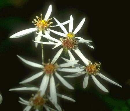 Aster divaricatus P9 - afbeelding 1