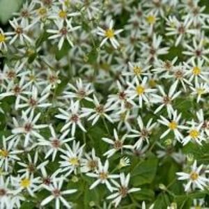 Aster divaricatus P9 - afbeelding 4