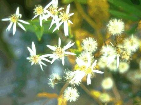 Aster divaricatus P9 - afbeelding 9