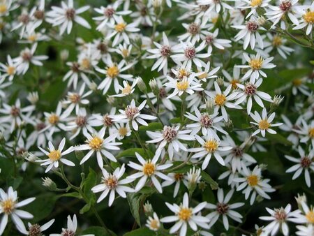 Aster divaricatus P9 - afbeelding 3