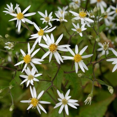 Aster divaricatus P9 - afbeelding 2