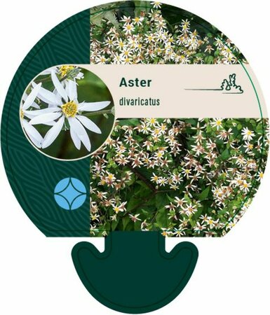 Aster divaricatus P9 - afbeelding 5