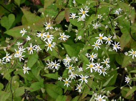 Aster divaricatus P9 - afbeelding 10