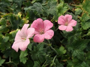 Geranium endressii 'Wargrave Pink' P9 - afbeelding 5