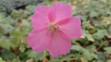 Geranium endressii 'Wargrave Pink' P9 - afbeelding 2