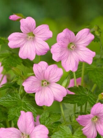 Geranium endressii 'Wargrave Pink' P9 - afbeelding 6