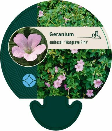 Geranium endressii 'Wargrave Pink' P9 - afbeelding 9