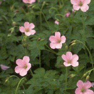 Geranium endressii 'Wargrave Pink' P9 - afbeelding 7