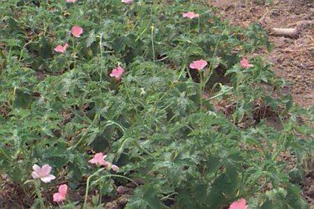 Geranium endressii 'Wargrave Pink' P9 - afbeelding 1