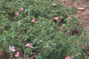 Geranium endressii 'Wargrave Pink' P9 - afbeelding 1