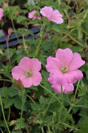 Geranium endressii 'Wargrave Pink' P9 - afbeelding 4