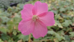 Geranium endressii 'Wargrave Pink' P9 - afbeelding 3