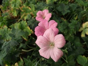 Geranium endressii 'Wargrave Pink' P9 - afbeelding 8