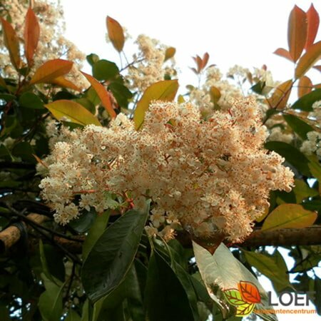 Photinia fraseri 'Red Robin' ST. 180 8-10 C. Lei - afbeelding 1