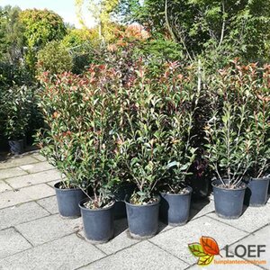 Photinia fraseri 'Robusta Compacta' 150/175 C. - afbeelding 2