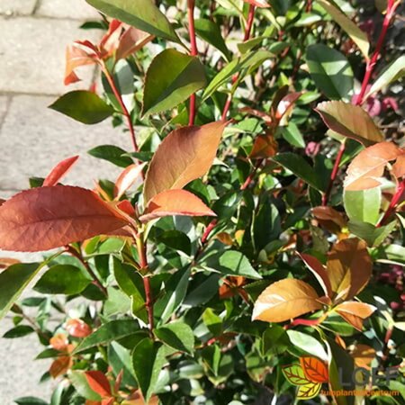 Photinia fraseri 'Robusta Compacta' 150/175 C. - afbeelding 1