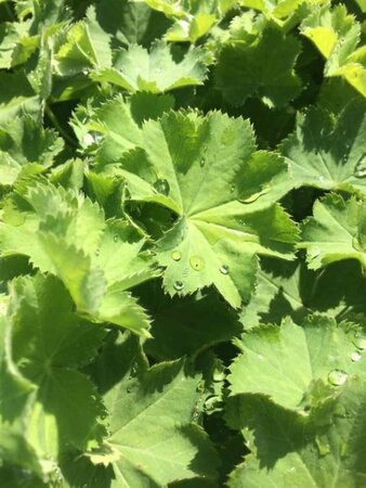 Alchemilla mollis P9 - afbeelding 5