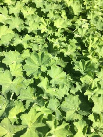 Alchemilla mollis P9 - afbeelding 4