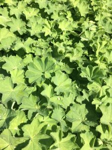 Alchemilla mollis P9 - afbeelding 4