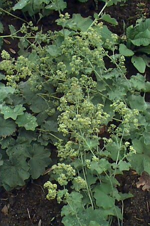 Alchemilla mollis P9 - afbeelding 3
