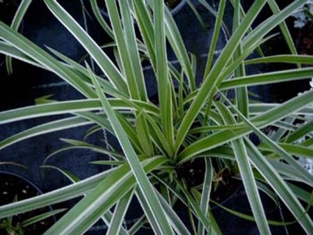 Carex morrowii 'Goldband' P9