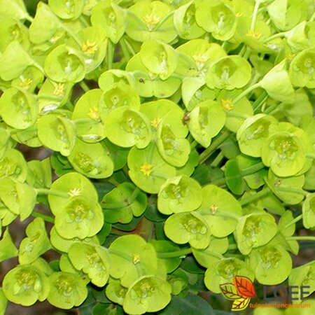 Euphorbia martinii P11