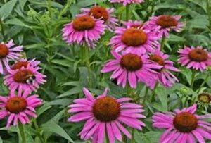 Echinacea purpurea 'Fatal Attraction' P9 - afbeelding 4