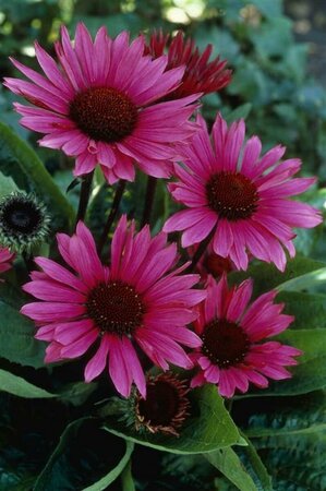 Echinacea purpurea 'Fatal Attraction' P9 - afbeelding 5