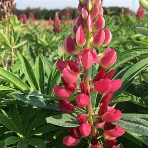 Lupinus 'Gallery Red' P9 - afbeelding 2