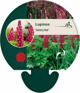 Lupinus 'Gallery Red' P9 - afbeelding 1