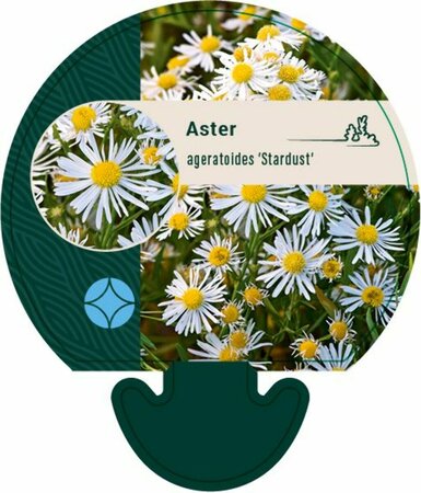 Aster ageratoides 'Stardust' P9 - afbeelding 3