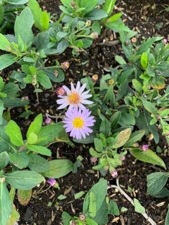 Aster ageratoides 'Stardust' P9 - afbeelding 4