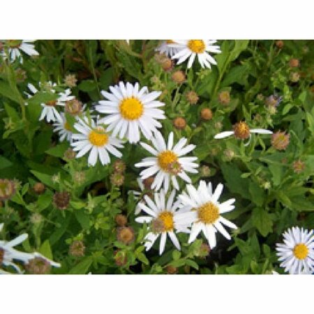 Aster ageratoides 'Stardust' P9 - afbeelding 2